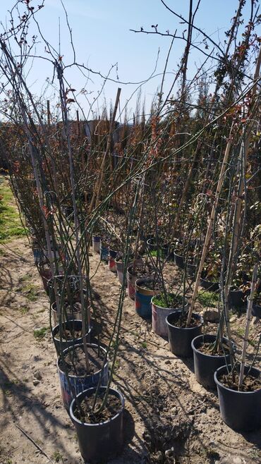 Ağaclar: Xan cinar 3metir 4 metrlik 15 azin çox alsaz mzakire olunacaq — 14