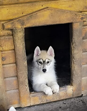 вязаный костюм для новорожденного мальчика: Хаски, 2 месяца, Самка, С родословной