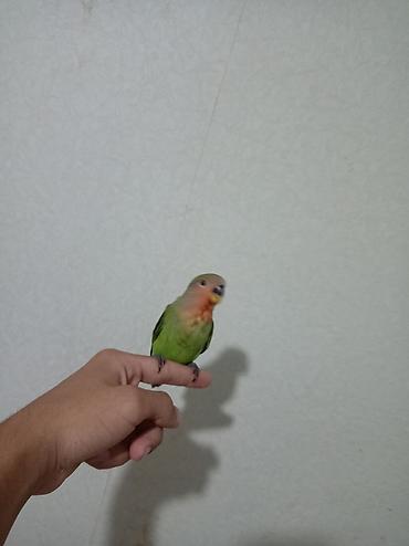 Quşlar: Sevimli “lovebird” (agapornis) papuqayları - Növ: Agapornis — 3