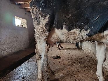 Коровы, быки: Продаю | Корова (самка) | Для молока | Привязанные — 8