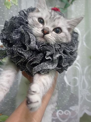 Декоративные ленты и банты: Ошейник-воротник для кошек (юбочка-ruff) - Декоративный воротник для — 12