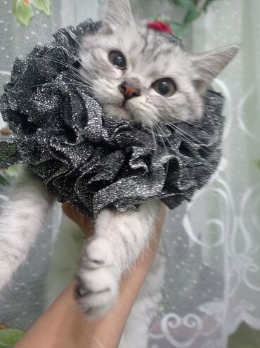 Колье: Воротник-ожерелье для кошек (декоративный) - Эффектные пышные рюши — 11