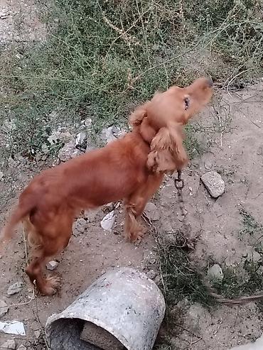 ingilis setteri it cinsinin digər adı nədir: Koker spaniyel — 3