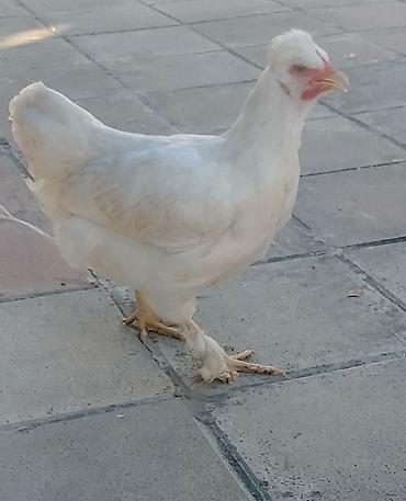 Toyuq, Damazlıq