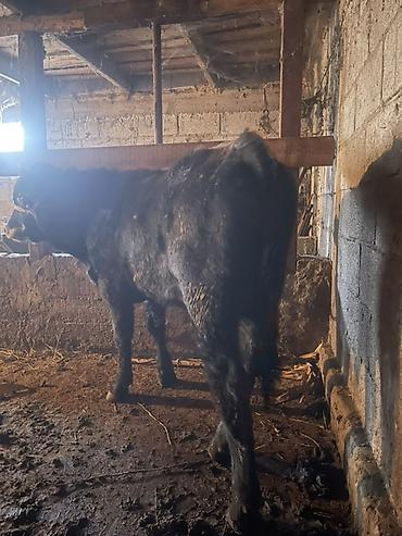 Продам с/х животных: Продаю | Бык (самец) | Полукровка | На откорм | Привязанные — 1