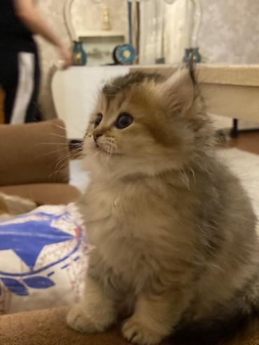 Pişiklər: Şinşilla, Dişi — 6