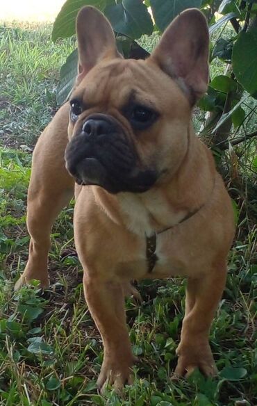 Psi: Primamo rezervacije za štence francuskog buldoga sa FCI rodovnicima — 10