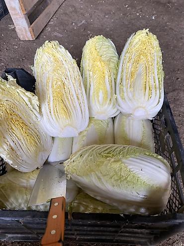 Капуста: Капуста Пекинская — 3