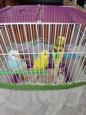 Qəfəslər: Məhsul: Dalmatian və Avstraliya cinsli dalğalı papuqaylar (budgerigar) — 3