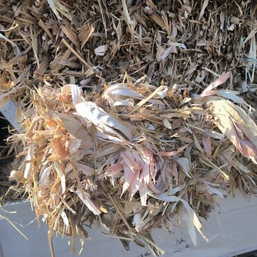 объявления о найденных животных: Бакал жугору тук