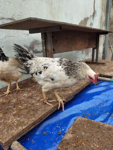 Toyuqlar: Toyuq, Adler, Ətlik — 8