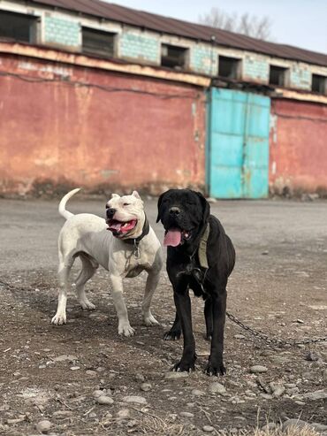 Собаки: Продаются щенки питбуль кубинцы внуки Саймона щенкам 1 месяц есть