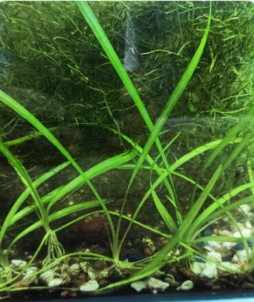 тумба для аквариума: Аквариумные растения. Два вида