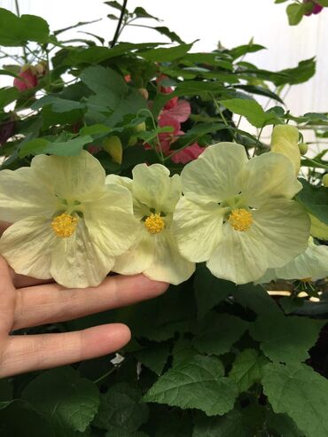 Садовые цветы и кустарники: Абутулионы — 16