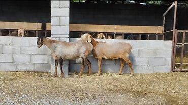 Бараны, овцы: Продаю | Ягненок | Арашан | Для разведения | Ярка