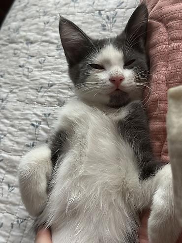 шатланские котята: Кошка даром: Беспородная, 3 месяца, Девочка, Приучена к лотку — 4