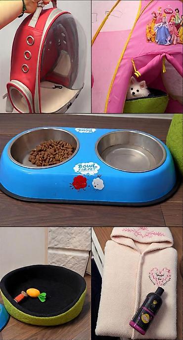 pomeranian it: Şpitz, 3 ay, Erkək, Peyvəndli, Ünvandan götürmə, Pulsuz çatdırılma, Ödənişli çatdırılma — 3