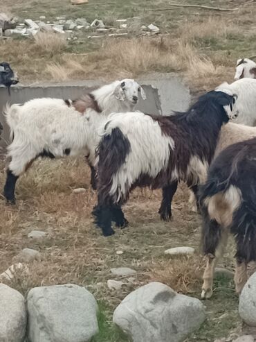 купить домик для кошки недорого: Продаю | Козёл (самец) | Для разведения | Племенные