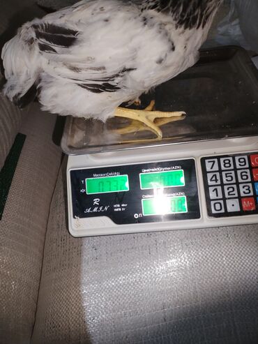 Ticarət tərəziləri: Məhsu:lcolpalar 46 günlükdür. 3 defe vaksin olub. Çəkiləri 700-980 — 9