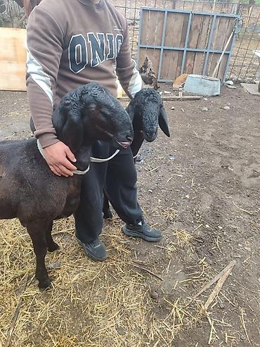 Продам с/х животных: Продаю | Баран (самец) | Для разведения | Племенные — 3