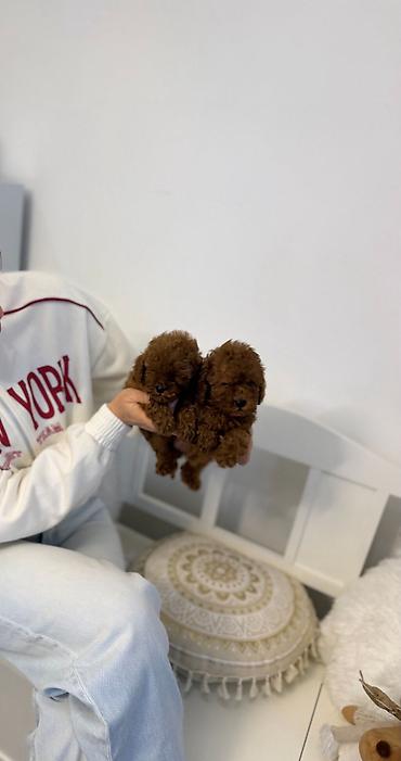 razne životinje: Stenci toy i mini pudle vrhunske genetike registrovana odgaivacnica — 6