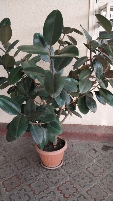 офисные растения: Фикус эластика (каучуковое дерево) в декоративном горшке. - Крупное