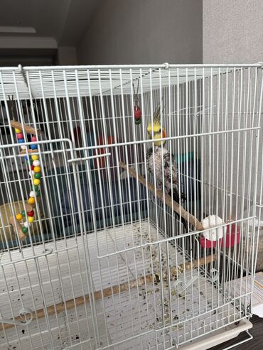 клетка попугаев: Попугай карела 
Вместе с клеткой