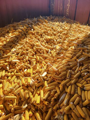кукуруза початка: Продаю кукурузу в початках Сорт МАЯМИ Продаю пшеницу так же