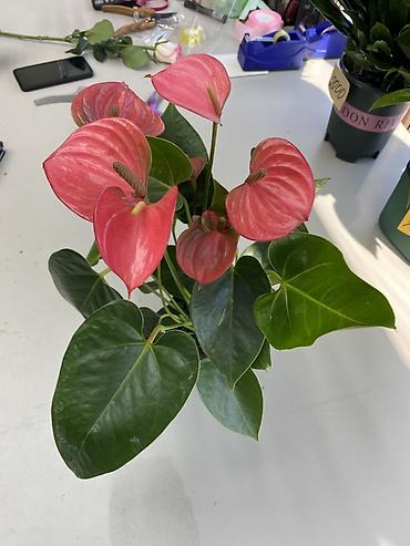 Антуриумдар: Антуриум (Anthurium) в горшке - Декоративно-цветущее комнатное — 2