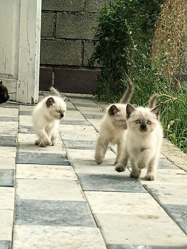 котята сиамские: Породистые котята с колор-пойнт окрасом и ярко-голубыми глазами. - — 3