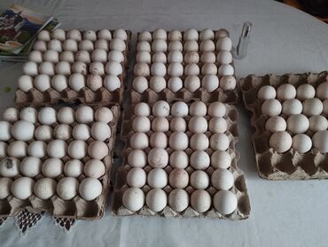 зоомагазин бишкек птицы: Продаю индюшиная яйцо Домашние