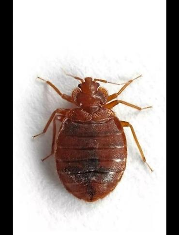 Дезинфекция, дезинсекция: Дезинфекция, дезинсекция, | Клопы, Блохи, Тараканы, | Транспорт, Офисы, Квартиры — 6