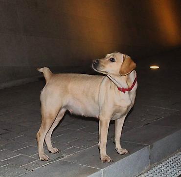 dişi labrador: Labrador-retriver, 6 il, Dişi — 2