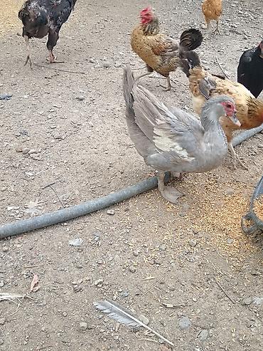 quzu satışı: Salam. Lal ördəkler satılır,Təmiz lavandadilar 1il yarımlixdilar — 4