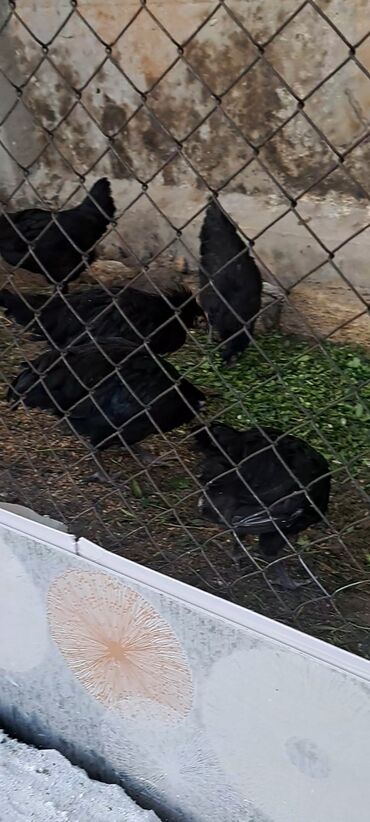 kənd toyuğu: Avstrolop 4 ayli̇qdi̇lar. 8 fərədi̇,4 xoruz