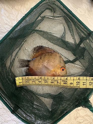 balaca ag itler: Diskus, Sülhsevər, Ünvandan götürmə, Ödənişli çatdırılma — 2