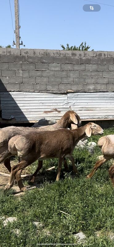 вип кочкор: Продаю | Баран (самец), Овца (самка), Ягненок | Арашан | На забой, Для шерсти, Для разведения | Котные, Матка, Племенные