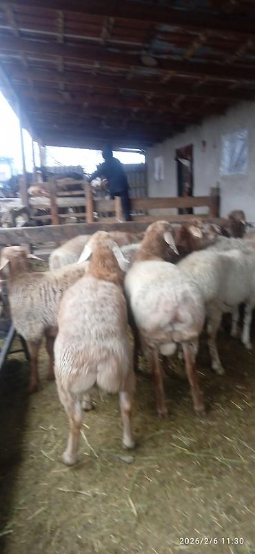 Баран, овца: Продаю | Баран (самец) | На забой — 2