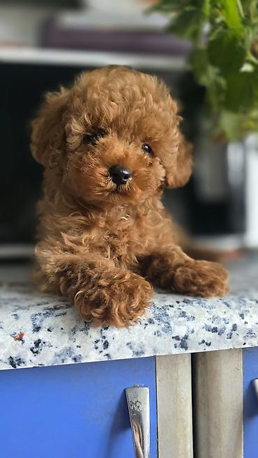 Pudel, 2 ay, Dişi, Ödənişli çatdırılma, Rayonlara çatdırılma lalafo.az -da Pudel, 2 ay, Dişi, Ödənişli çatdırılma, Rayonlara çatdırılma
