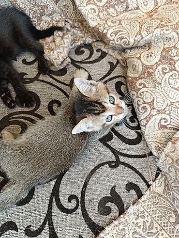 котёнок токмок: Котята в добрые руки.2 месяца.Кушают сами.К лотку приучены — 1