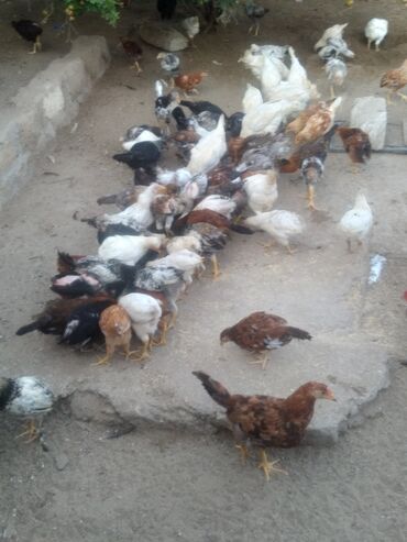 Mal-qara: Toyuq, Yumurtalıq, Ünvandan götürmə