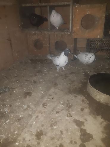 Quşlar: Gördüyünüz qarabaş maya satilir 3 saat ucur alan adam olsa endirim — 2