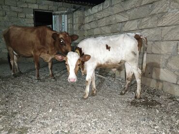 Inəklər, öküzlər: Dişi, il: 5, Südlük, Ünvandan götürmə