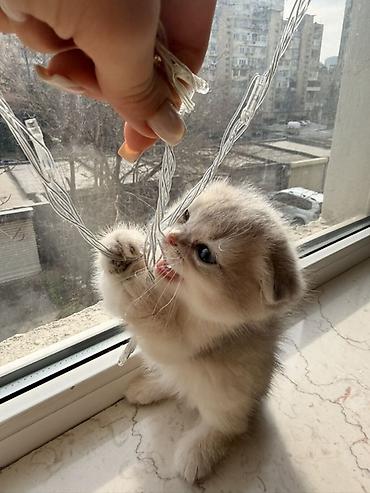 Pişiklər: Şotland yastı qulaq, Dişi — 6