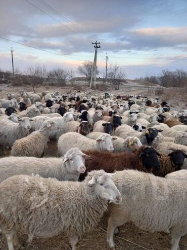 купить гиссарских баранов: Продаю | Овца (самка), Баран (самец) | Для разведения