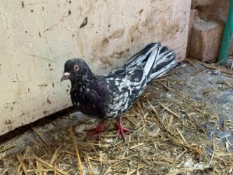 Göyərçinlər: Başlıq: Təcili 19 ədəd Təmiz Ebrəş satılır. Bir yuvanın Təsvir: - 19 — 6