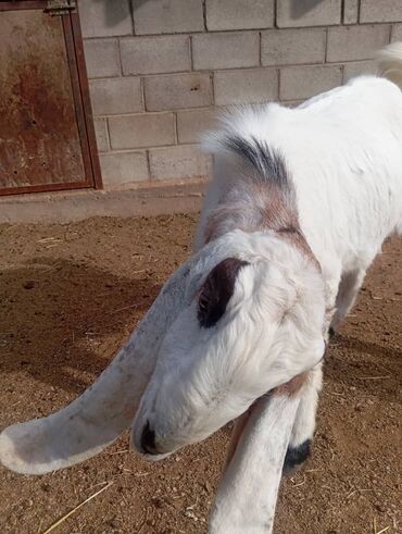 Козы, козлы: Продаю | Коза (самка), Козёл (самец), Козлёнок | Камори | Для разведения | Племенные at lalafo.kg — 7 Козы, козлы: Продаю | Коза (самка), Козёл (самец), Козлёнок | Камори | Для разведения | Племенные — 7