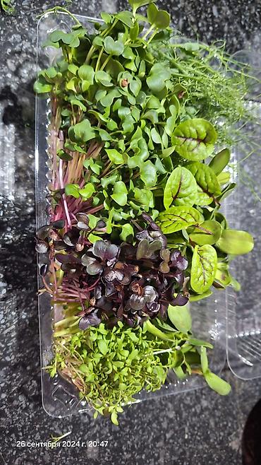 Микрозелень: Микрозелень и молодые травы в кассетах - Ассортимент: микрозелень — 19