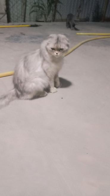 мышык кара балта: Британские короткошёрстные кошки, окрас лиловый (British Shorthair — 4