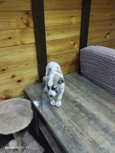 немецкий собака: Чистокровный Алабай девочка, 2 месяца. Привитый, спокойный, уши